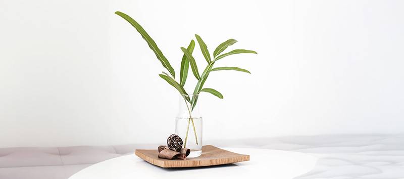 plantas gripe